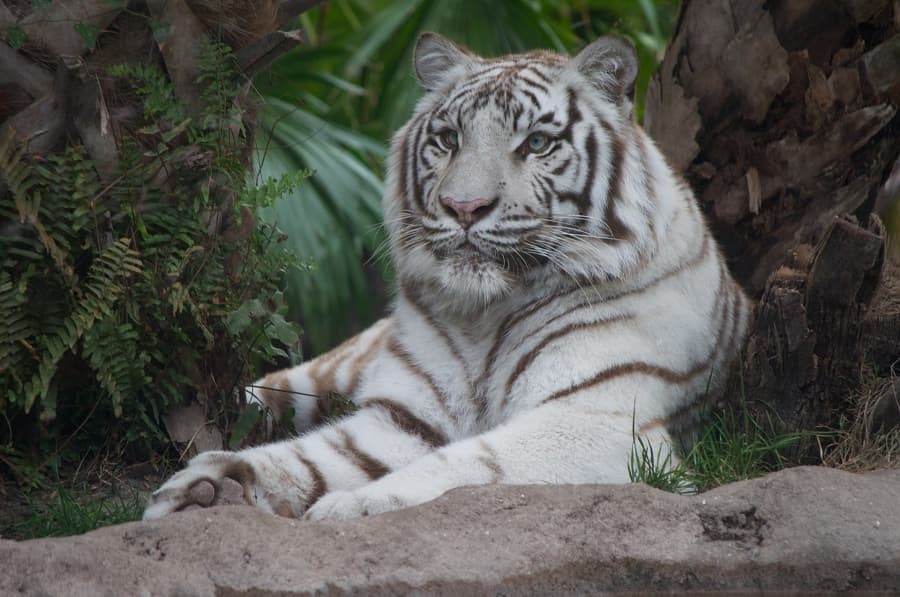 White Tiger at Busch Gardens Tampa Bay